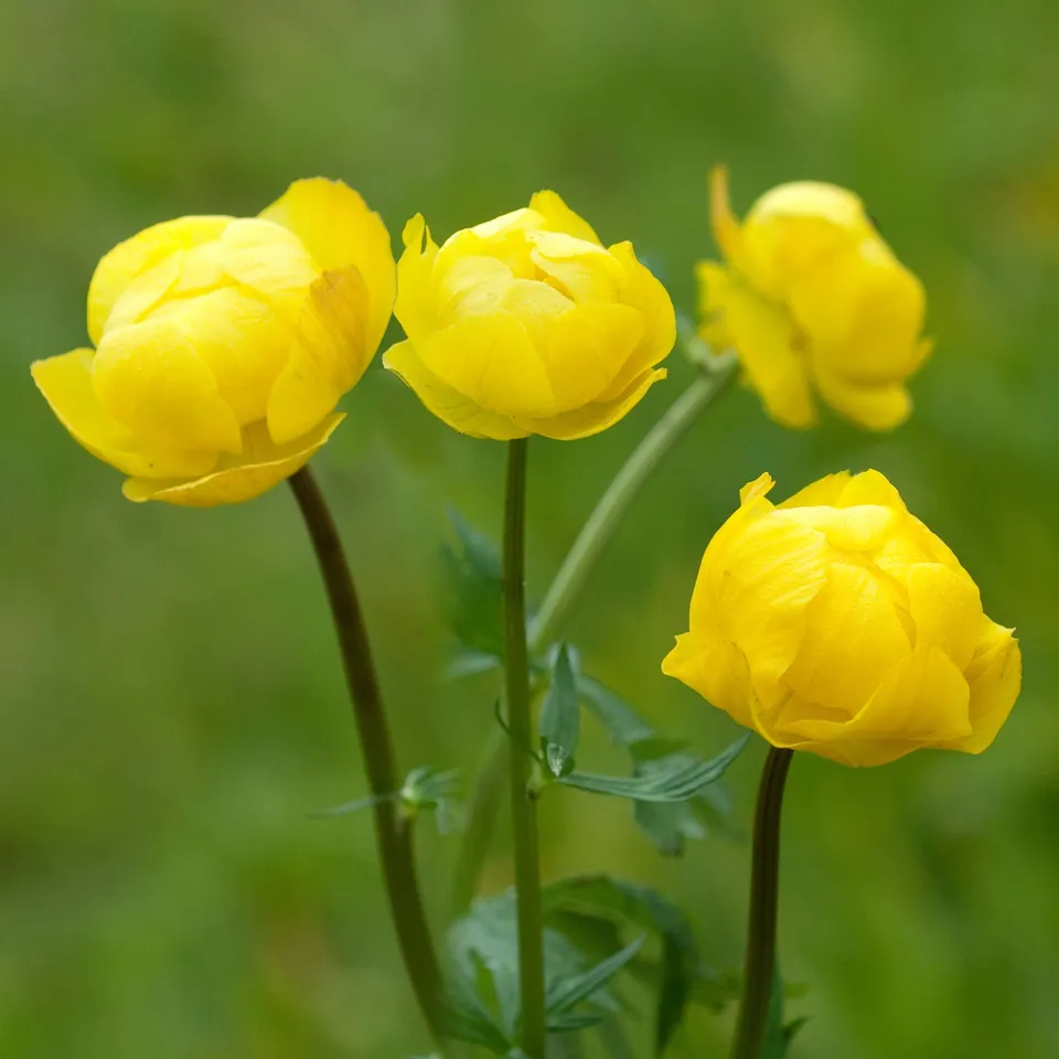 Bakker Trolle d'Europe plante vivace pot Ø 9cm jaune