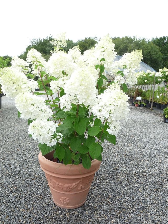 Les Hortensias du Haut Bois Phantom hortensia tige panicule blanc