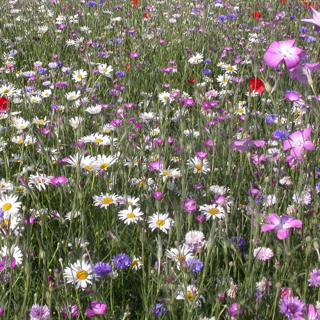Bakker Fleurs des champs mélange graines 3g 6m²