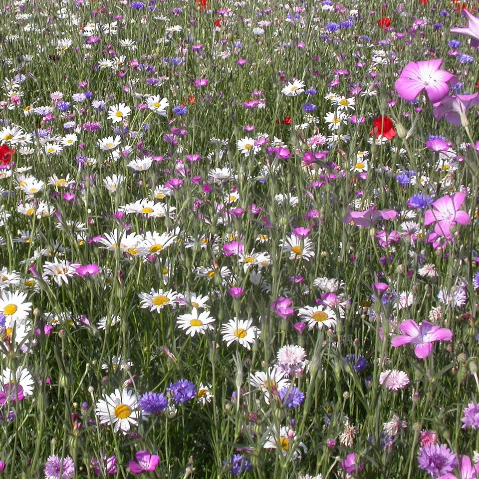 Bakker Fleurs des champs mélange graines 3g 6m²