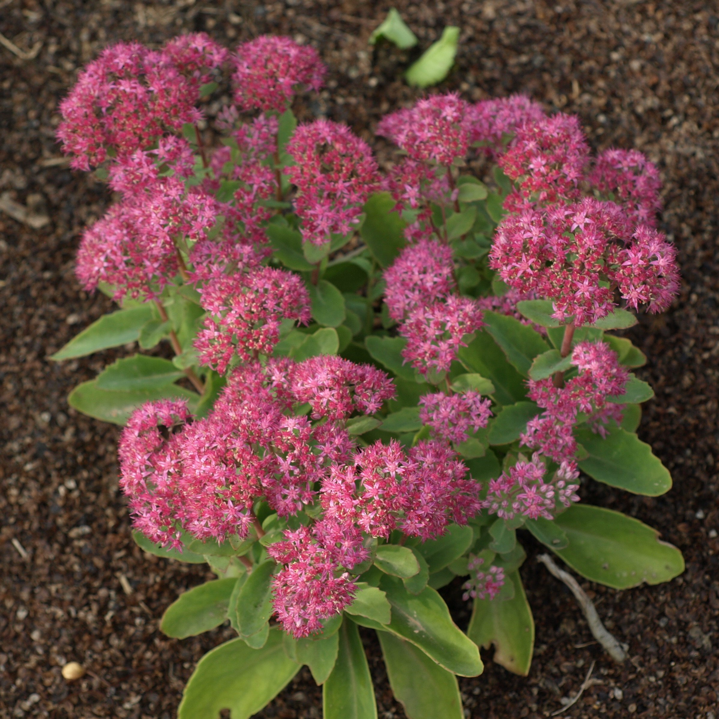 Passion Vivaces Sedum Carl orpin plante vivace pot 1L rose