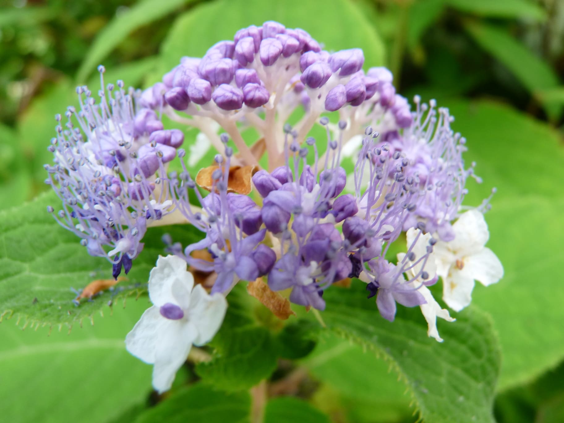 Les Hortensias du Haut Bois Hydrangea involucrata hortensia mi-ombre