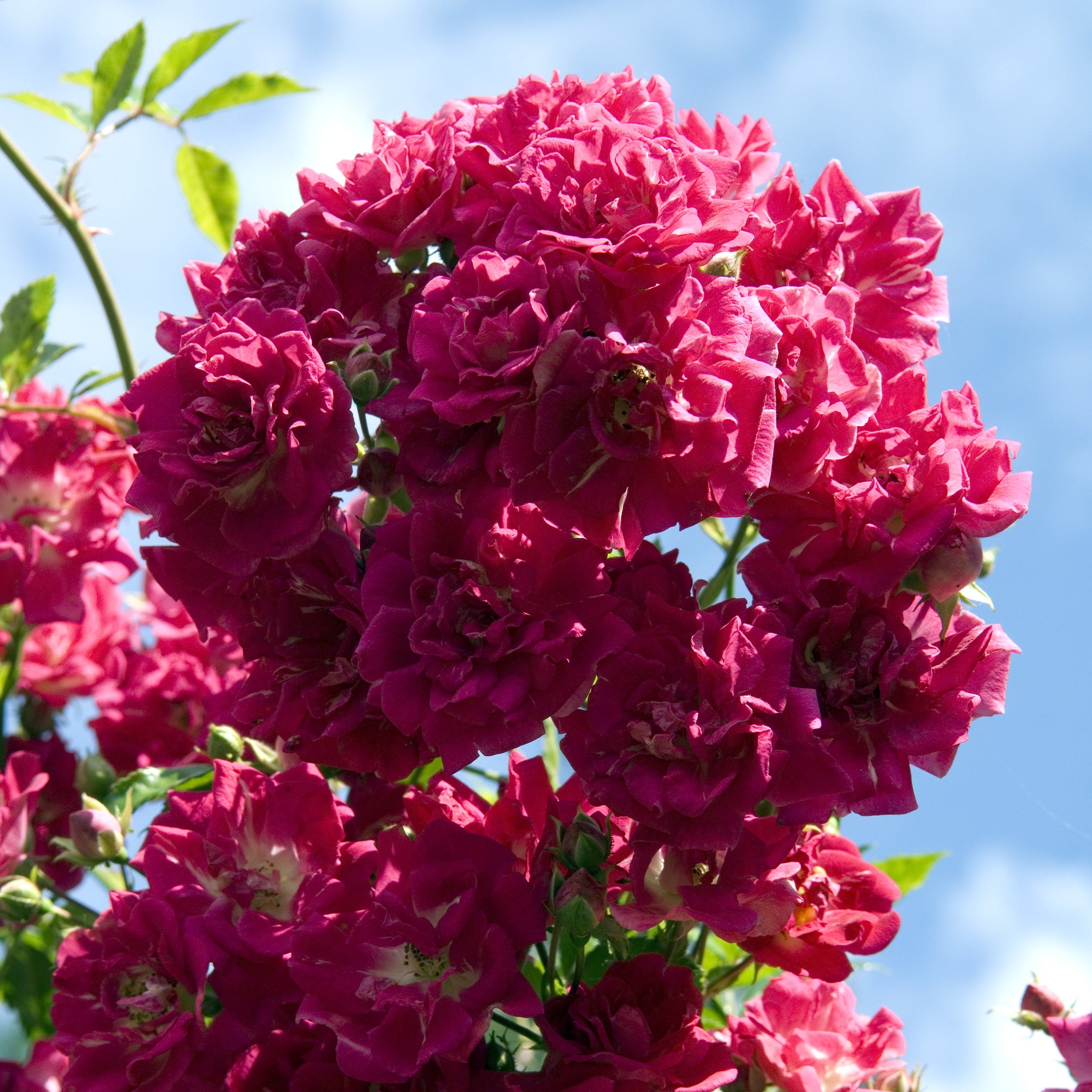 Bakker Super Excelsa rosier grimpant pot 4L rose vif