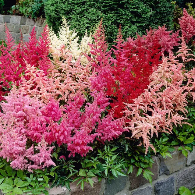 Bakker Astilbes mélange vivace 4 racines nues ombre humide