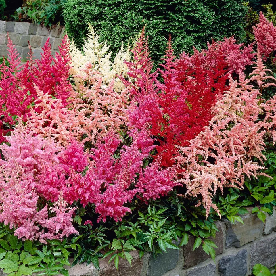 Bakker Astilbes mélange vivace 4 racines nues ombre humide