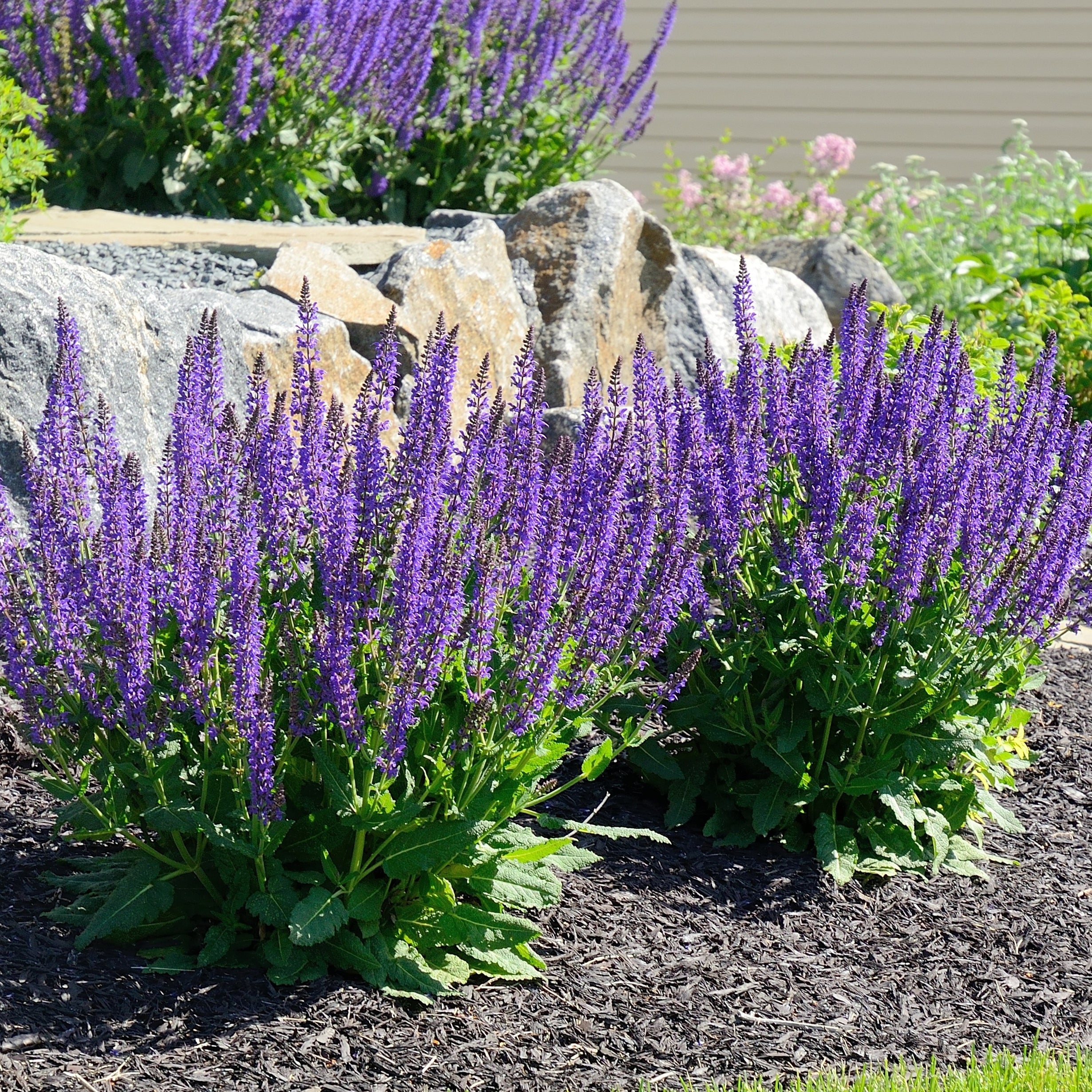 Bakker Sauge Blaukönigin vivace pot 9 cm violet bleu