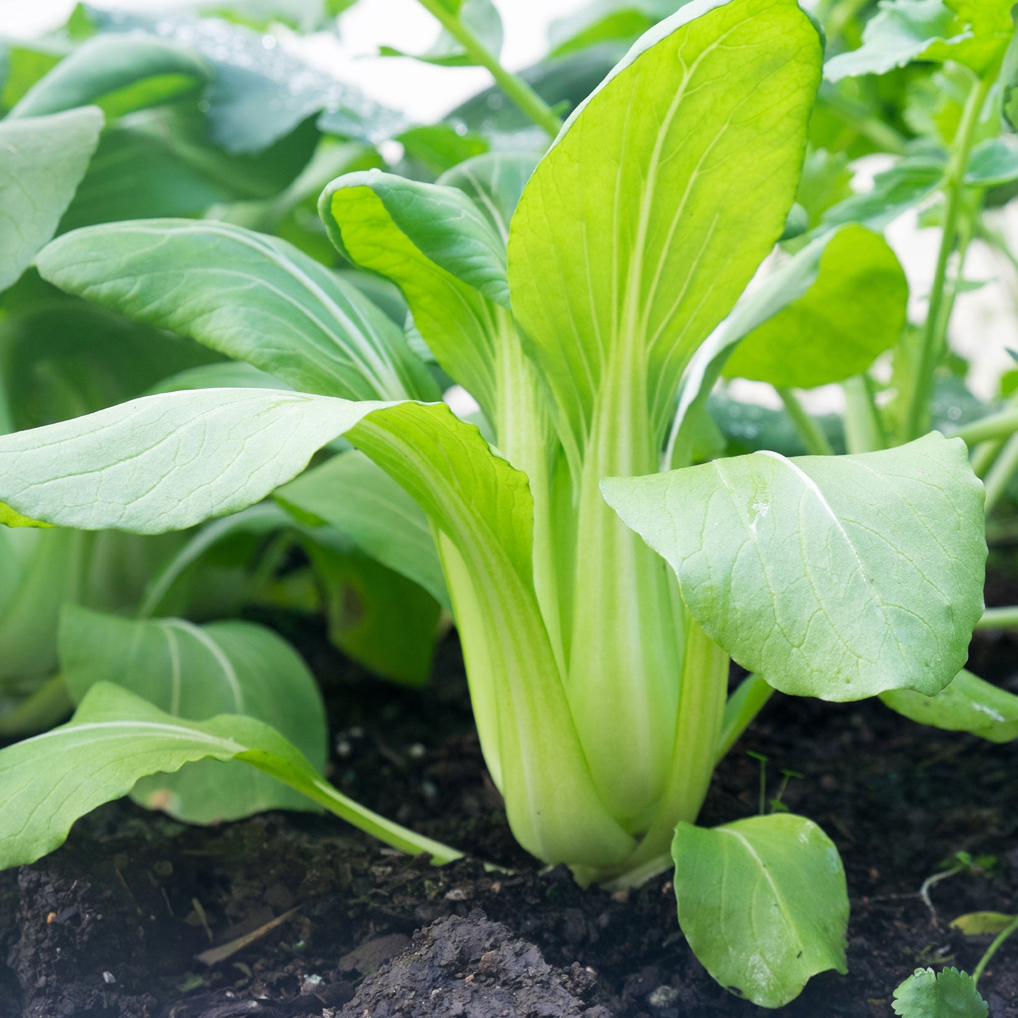 Bakker Pak-choi Green Fortune F1 graines sachet 100 vert rapide