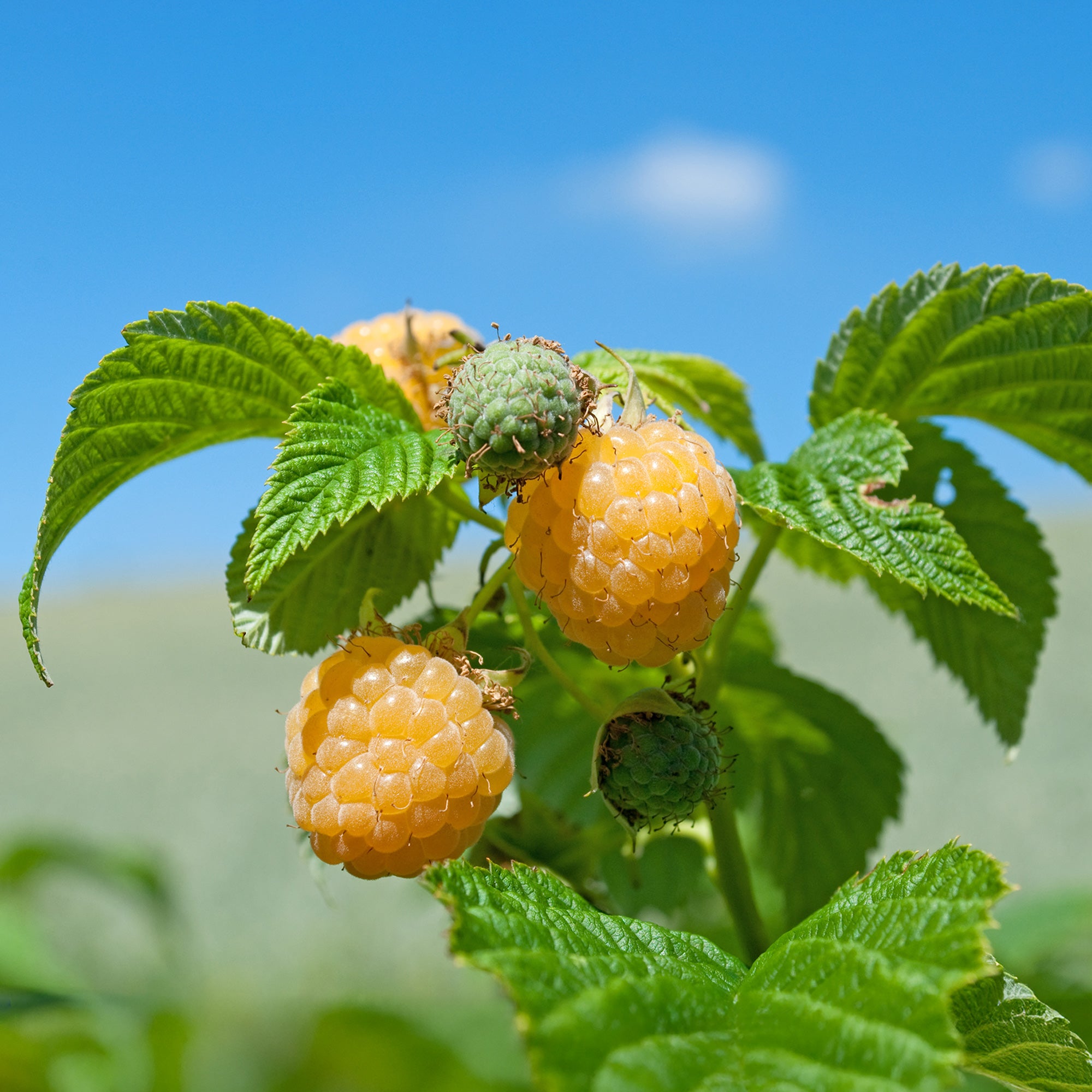 Bakker Fruitiers Framboisier Fallgold remontant 2 racines nues