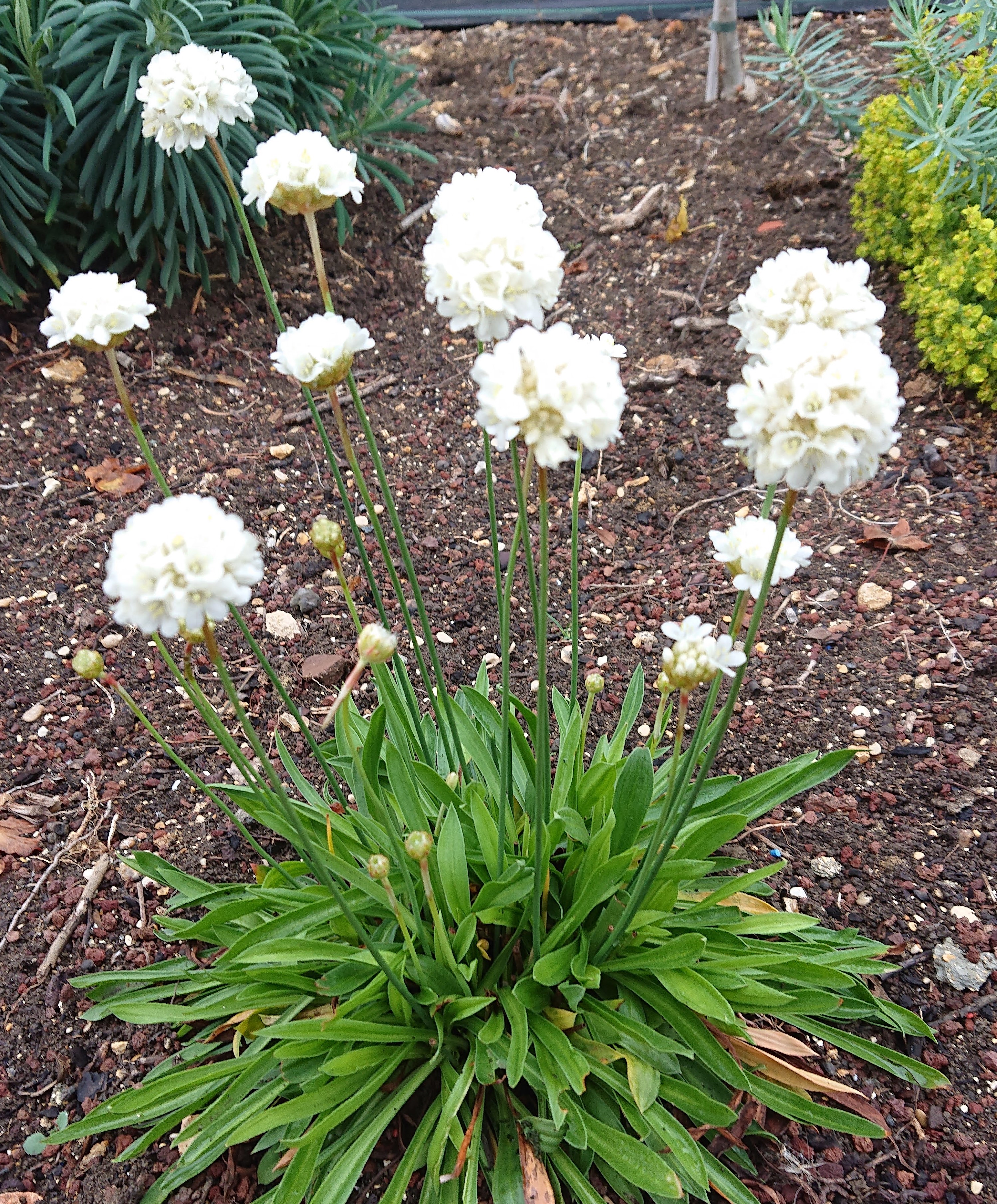 Passion Vivaces Armeria plante vivace godet coussin persistant