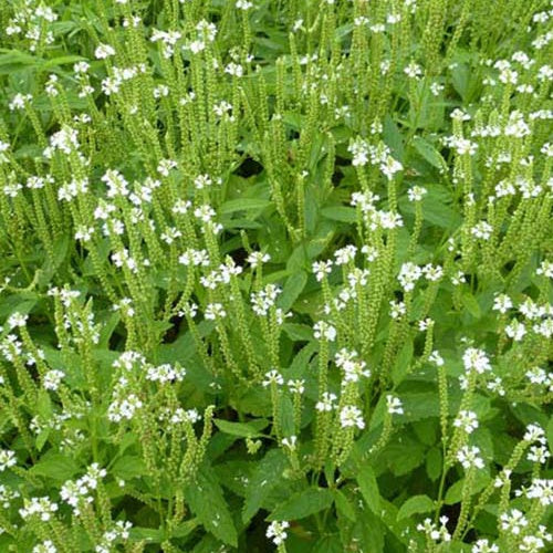 Bakker Alba verveine hastée blanche pot Ø 9cm