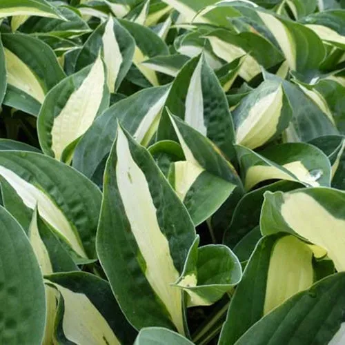Bakker Hosta Risky Business vivace ombre pot Ø9cm