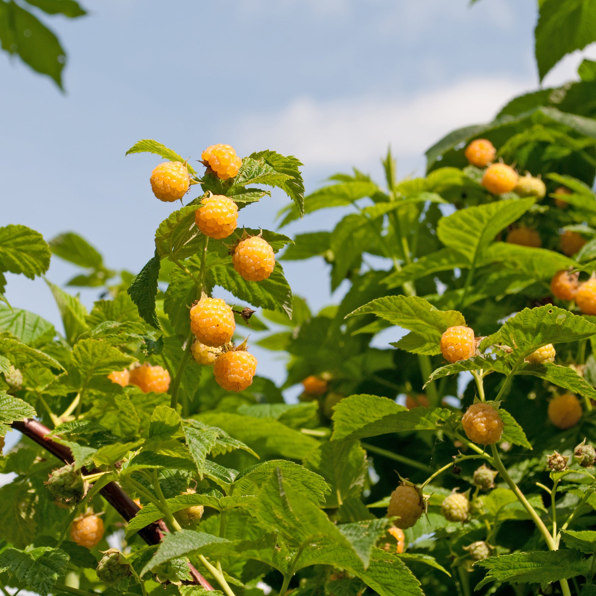 Bakker Fruitiers Framboisier Fallgold remontant 2 racines nues