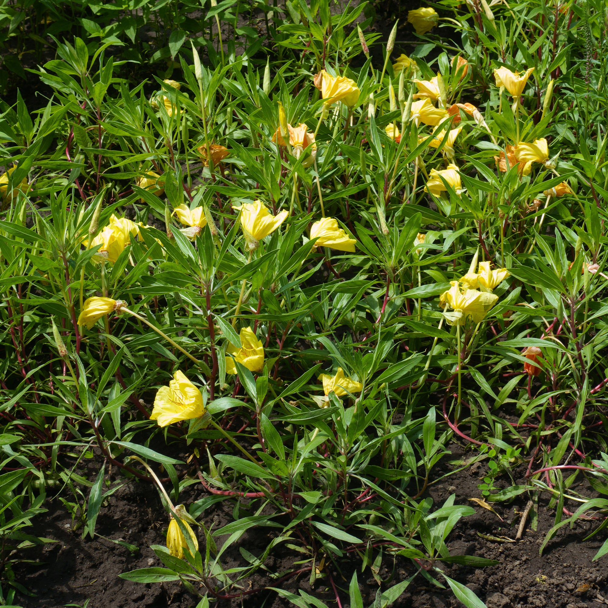 Bakker Oenothères à grandes fleurs vivace jaune lot 2 pots Ø 9cm
