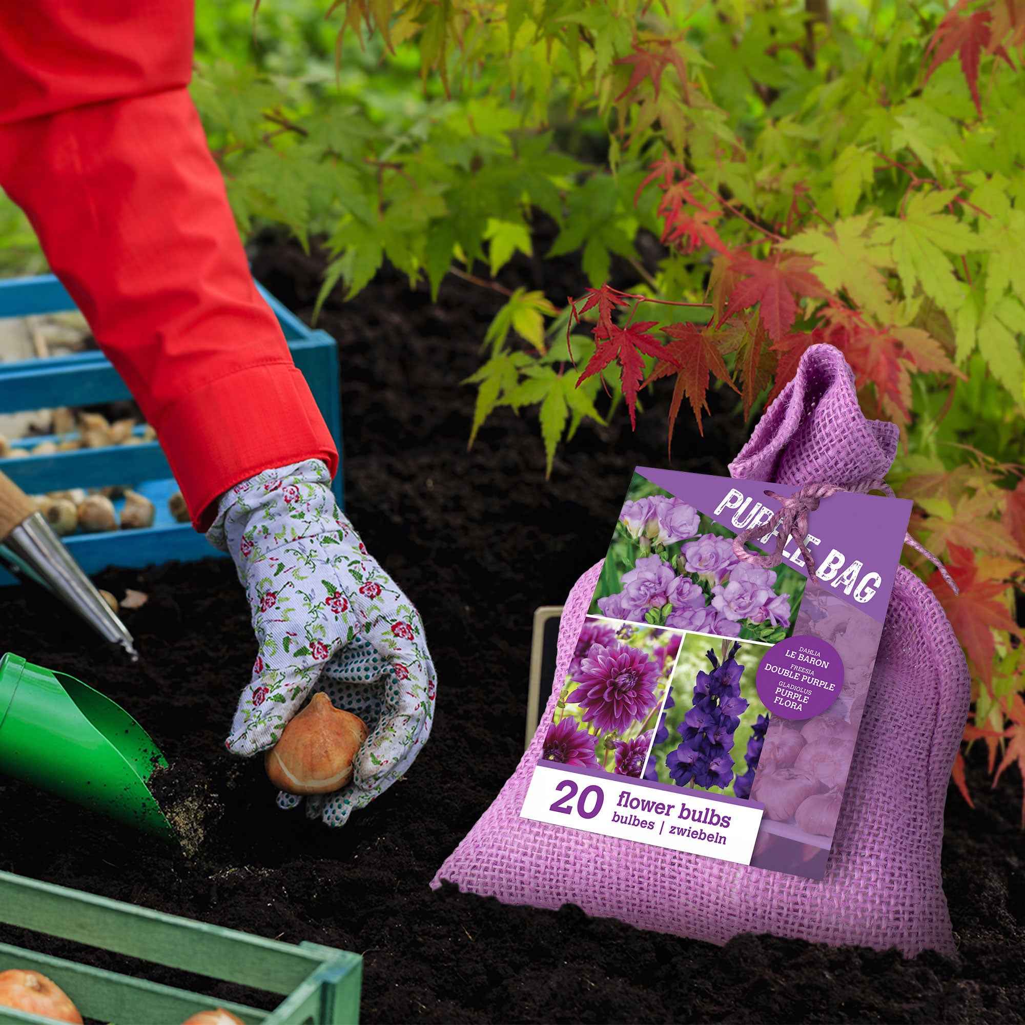 Bakker The Purple Bag 20 bulbes fleurs sachet violet