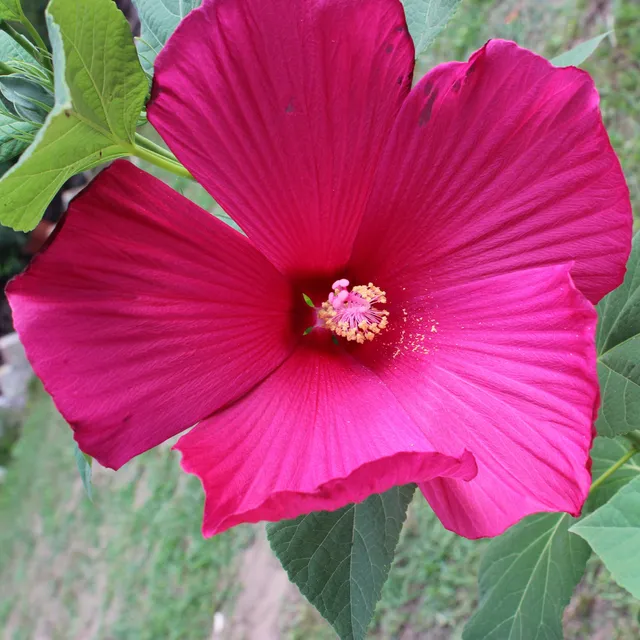 Bakker Arbustes Hibiscus des marais vivace fuchsia 8cm