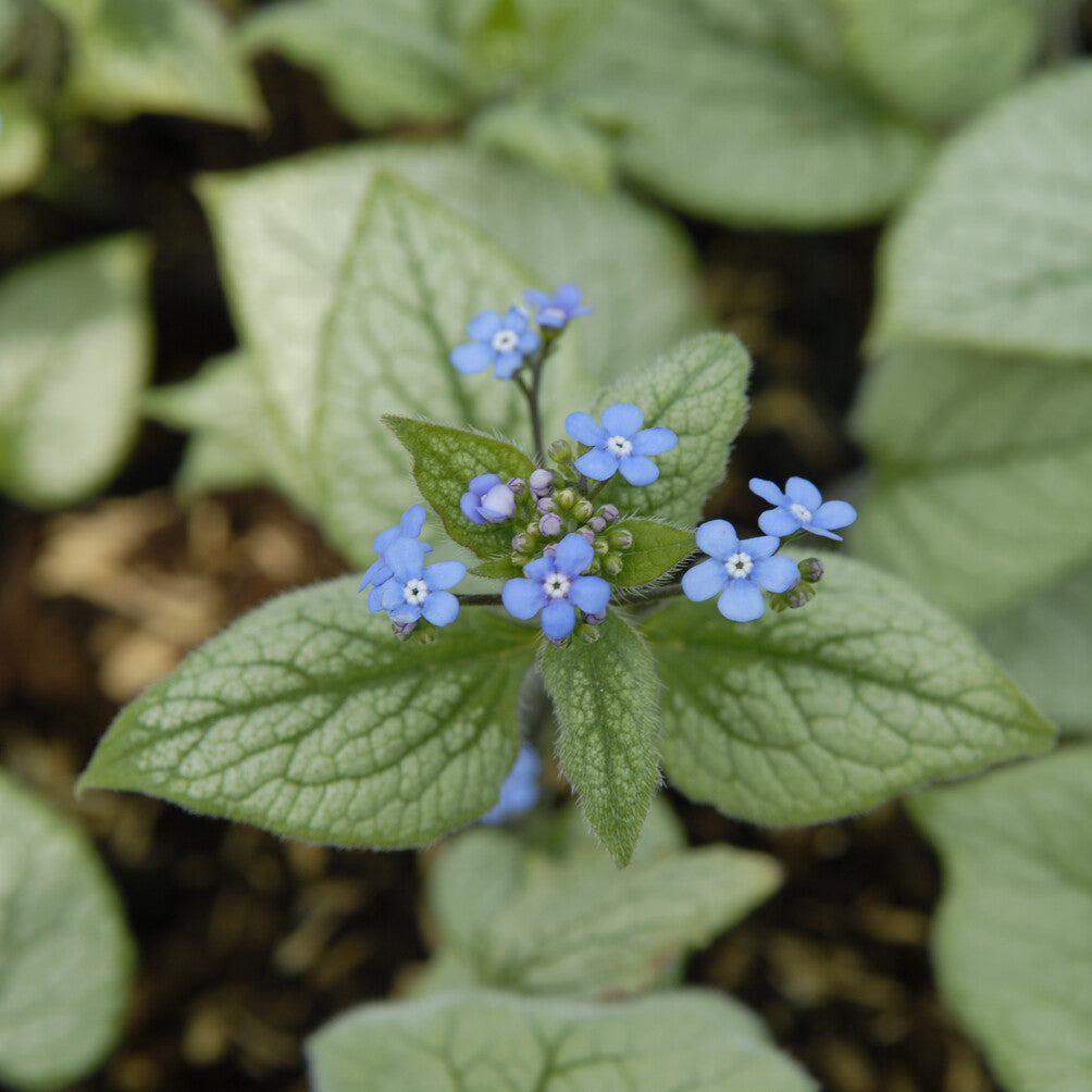 Bakker Brunnera Looking Glass myosotis vivace pot 9cm argenté