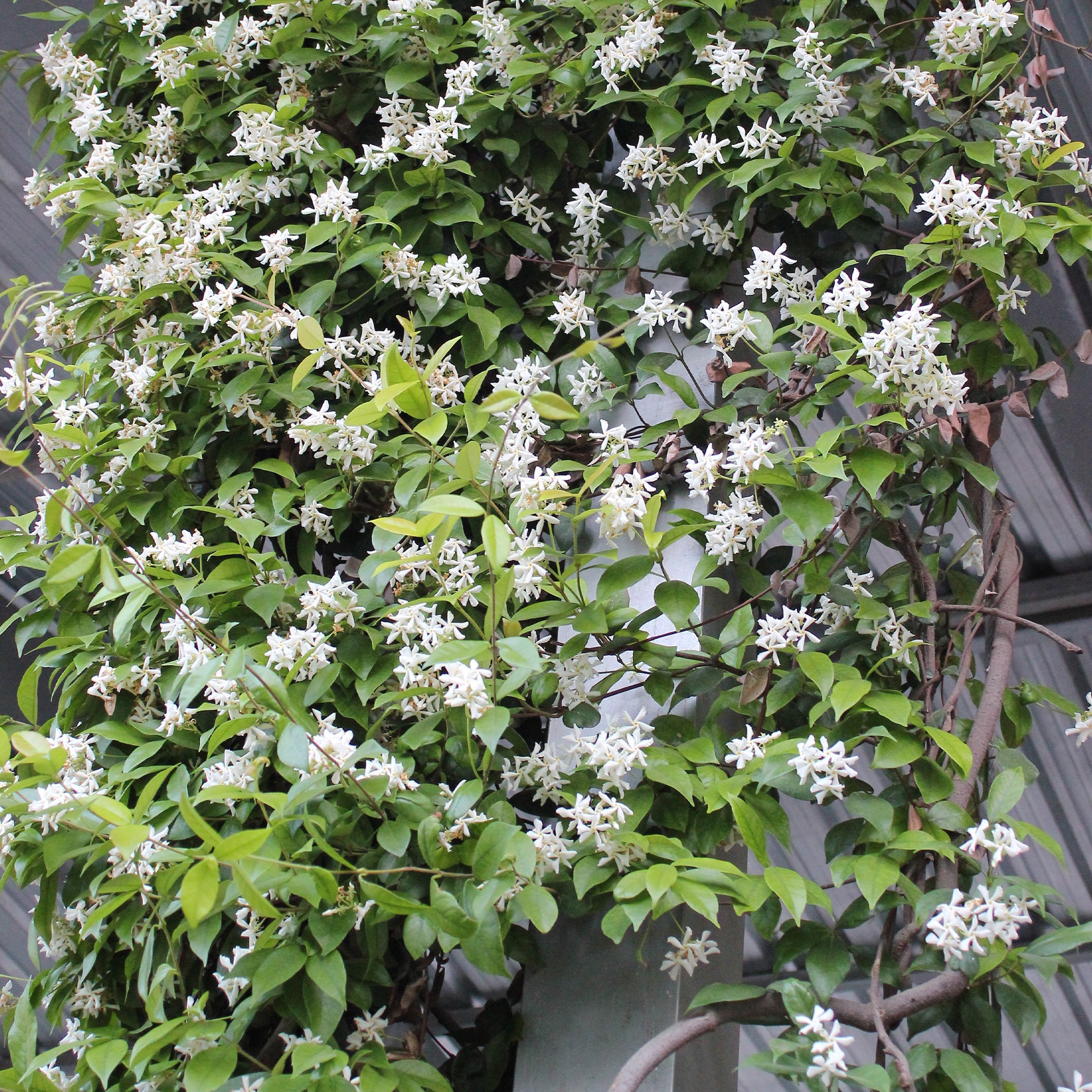 Bakker Jasmin étoilé grimpante pot 2L fleurs blanches