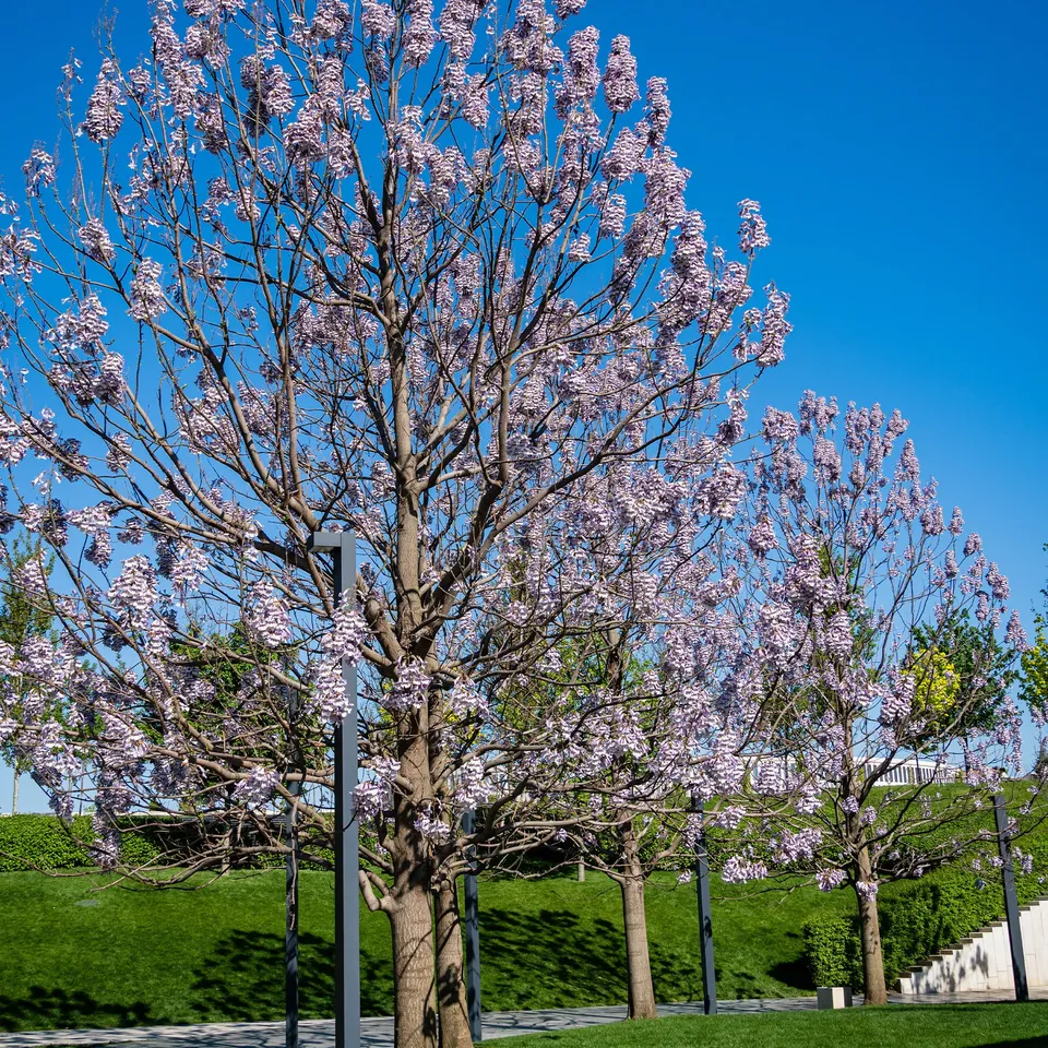 Bakker Paulownia Arbre impérial pot 2L violet