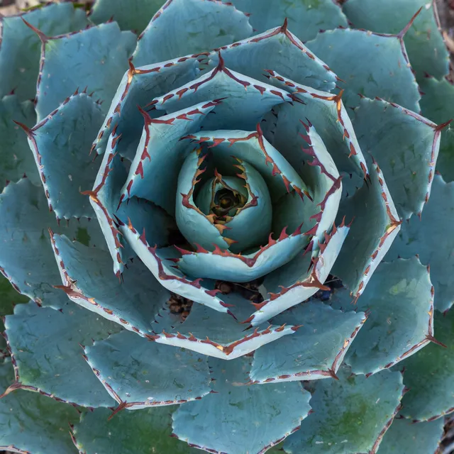Bakker Plantes vivaces Agave Globe plante grasse pot 9cm bleutée