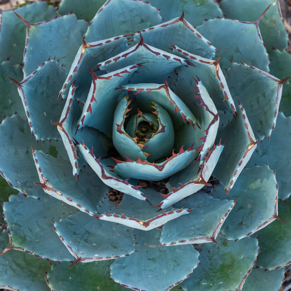 Bakker Plantes vivaces Agave Globe plante grasse pot 9cm bleutée