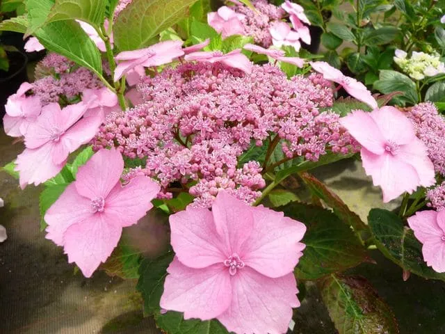 Les Hortensias du Haut Bois Diskus rose hortensia fleurs plates