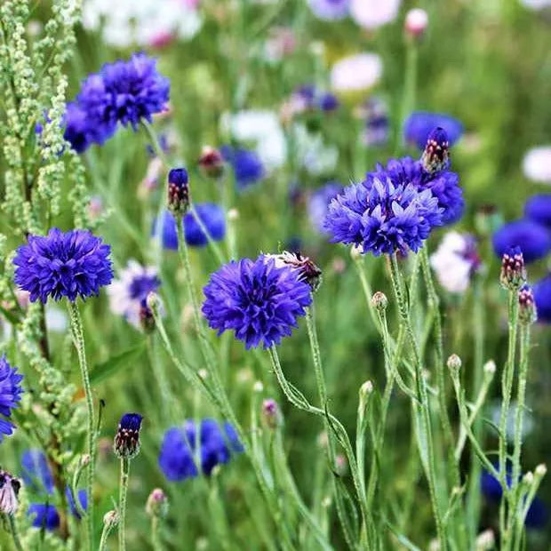Bakker Potager et Graines Bleuet Blue Boy sachet bleu