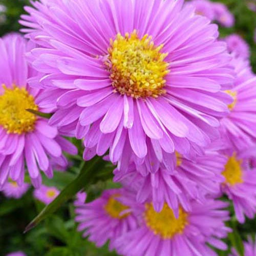 Bakker Aster Patricia Ballard plante vivace 3 pots 9cm violet