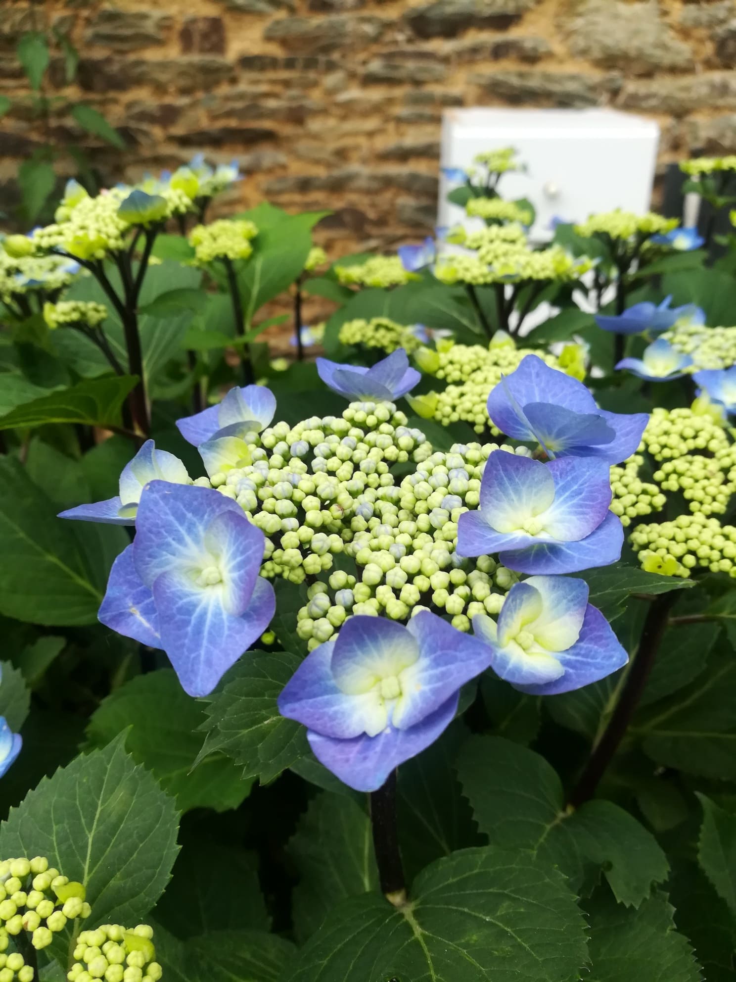 Hortensias du Haut Bois Zorro hortensia plat tiges noires