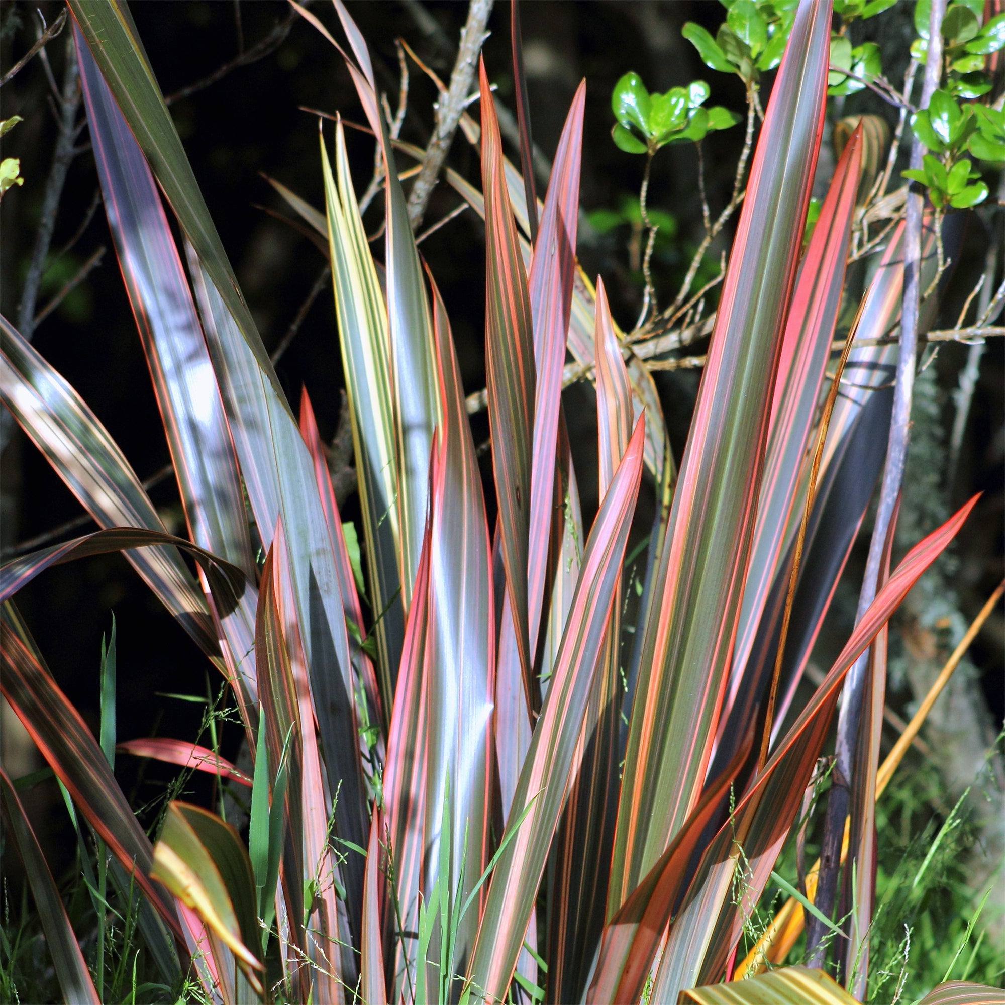Bakker Sundowner phormium lin de Nouvelle-Zélande godet 9cm bronze