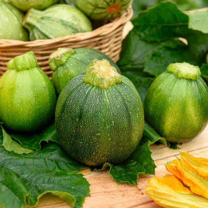 Bakker Eight Ball F1 courgette graine sachet 7 ronde à farcir