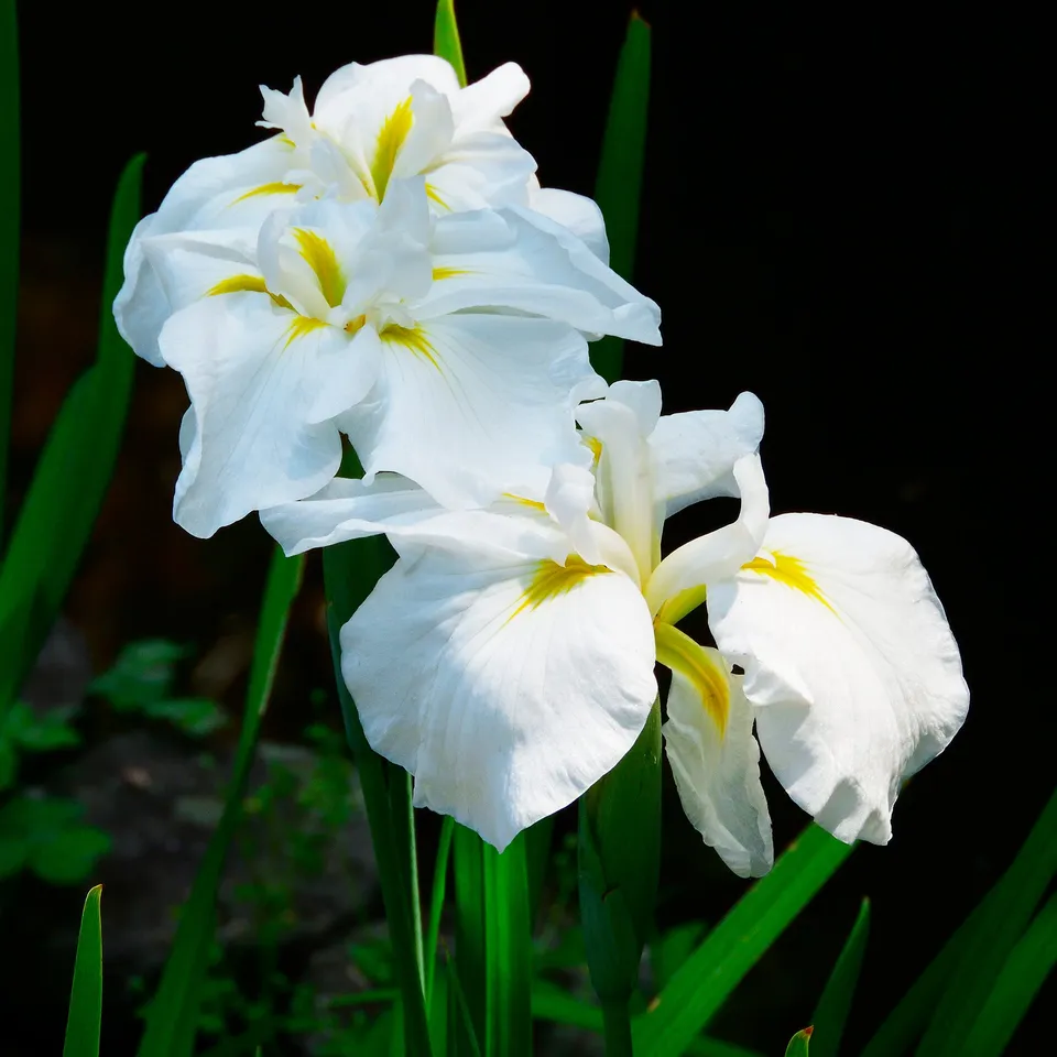 Bakker White Ladies iris du Japon blanc pot 8 cm