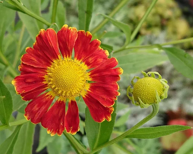 Passion Vivaces Helenium Nella hélénium godet fleur rouge