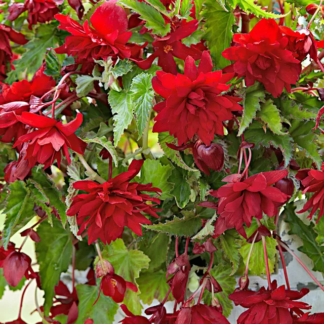Bakker Scarlet bégonias retombants bulbes x5 rouge