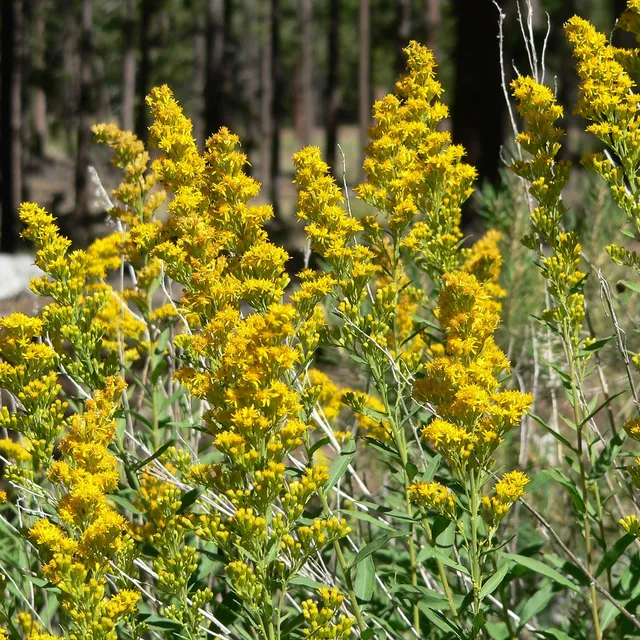 Passion Vivaces Solidago velutina Californica verge d'or jaune 1 L