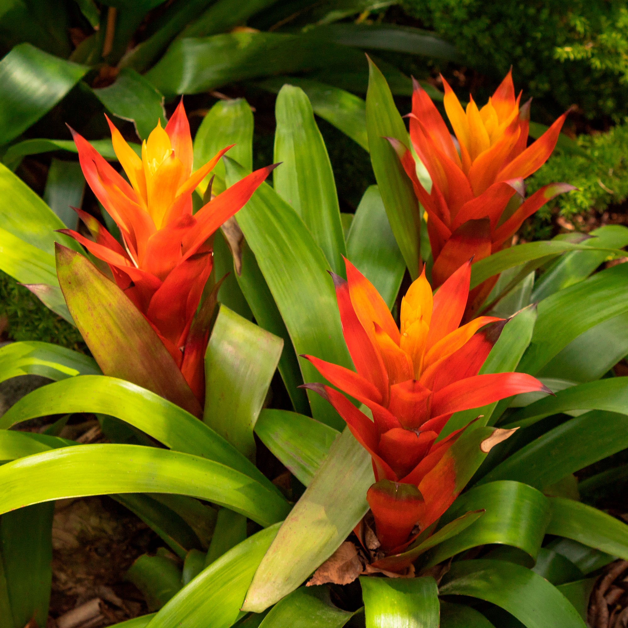 Bakker Bromelia orange plante d'intérieur pot 9cm