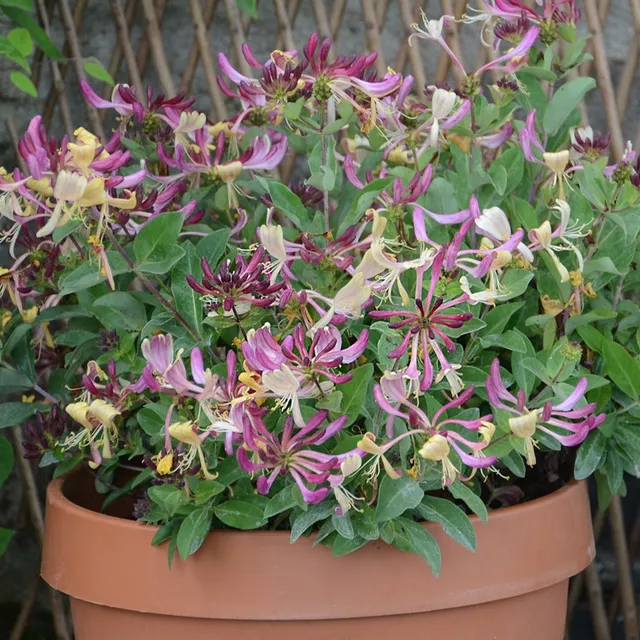 Bakker Chèvrefeuille Chic et Choc arbuste pot 1,3L parfumé