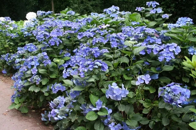 Les Hortensias du Haut Bois Iowa hortensia fleurs plates mi-ombre