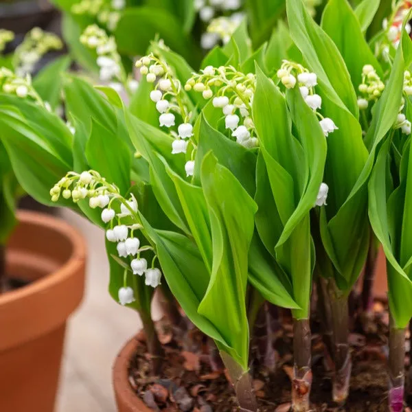 Bakker Muguet géant Bordeaux plante vivace 5 griffes parfum