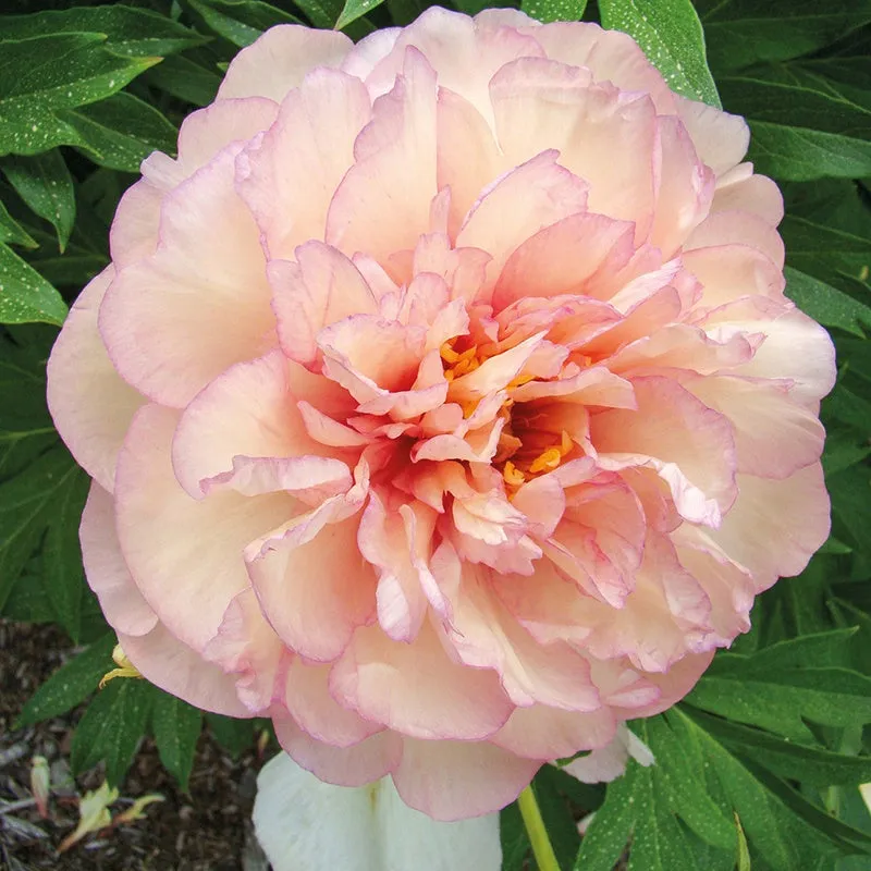 Bakker Itoh Scrumdiddlyumptious pivoine saumon racine nue