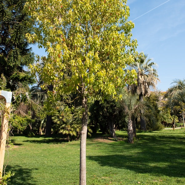Bakker Camphrier Cinnamomum camphora arbre pot 1L 40-60cm persistant