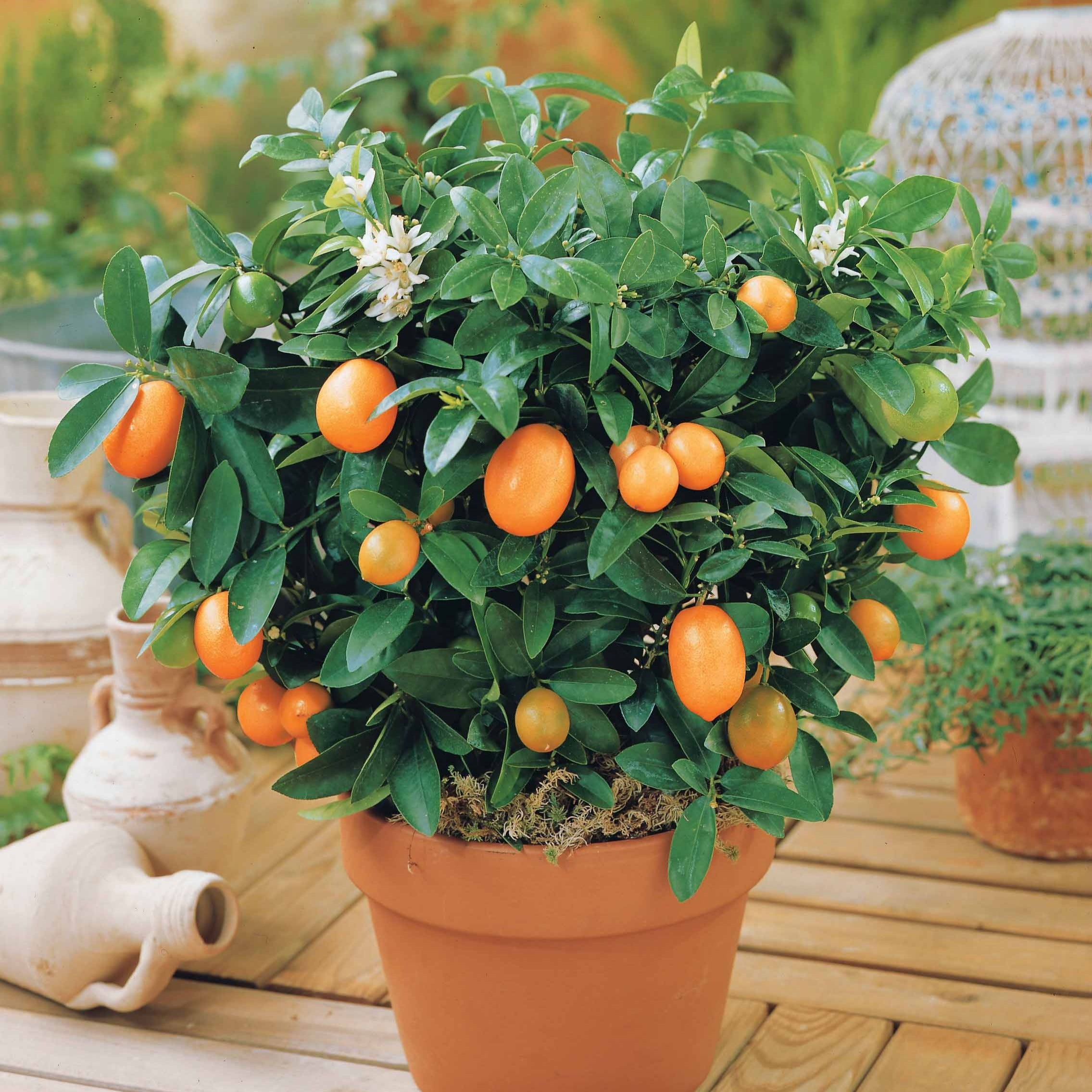 Bakker Fruitiers Kumquat agrume en pot Ø 12cm 20-25cm