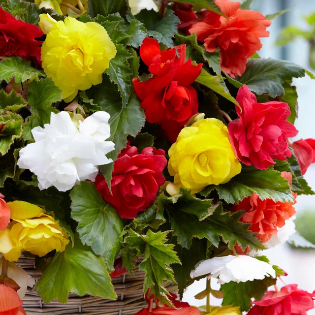 Bakker Bulbes Bégonias retombants grosses fleurs sachet 20 bulbes mélange