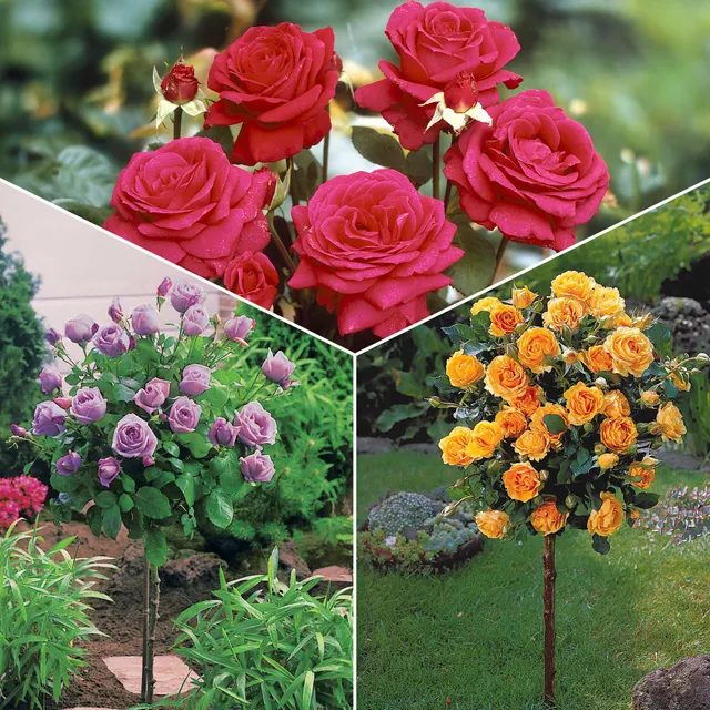 Bakker Rosiers Trio tiges Walztime Sunsilk Dame Cœur 3 racines nues