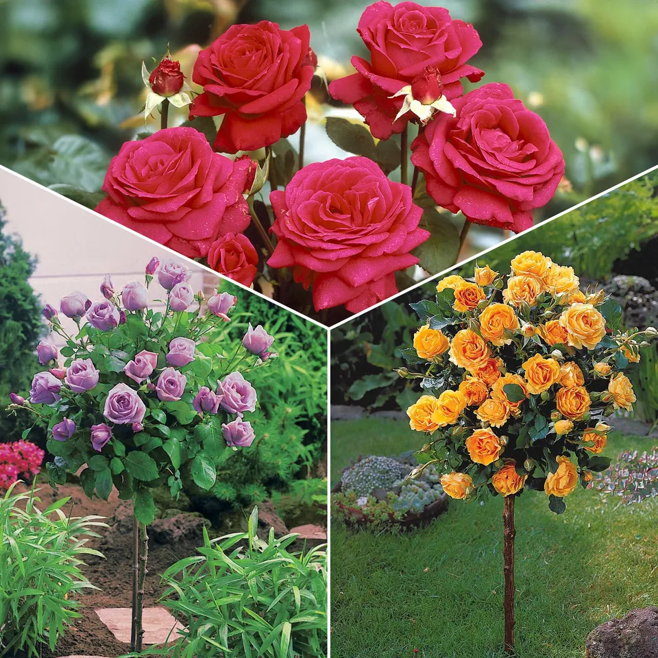 Bakker Rosiers Trio tiges Walztime Sunsilk Dame Cœur 3 racines nues