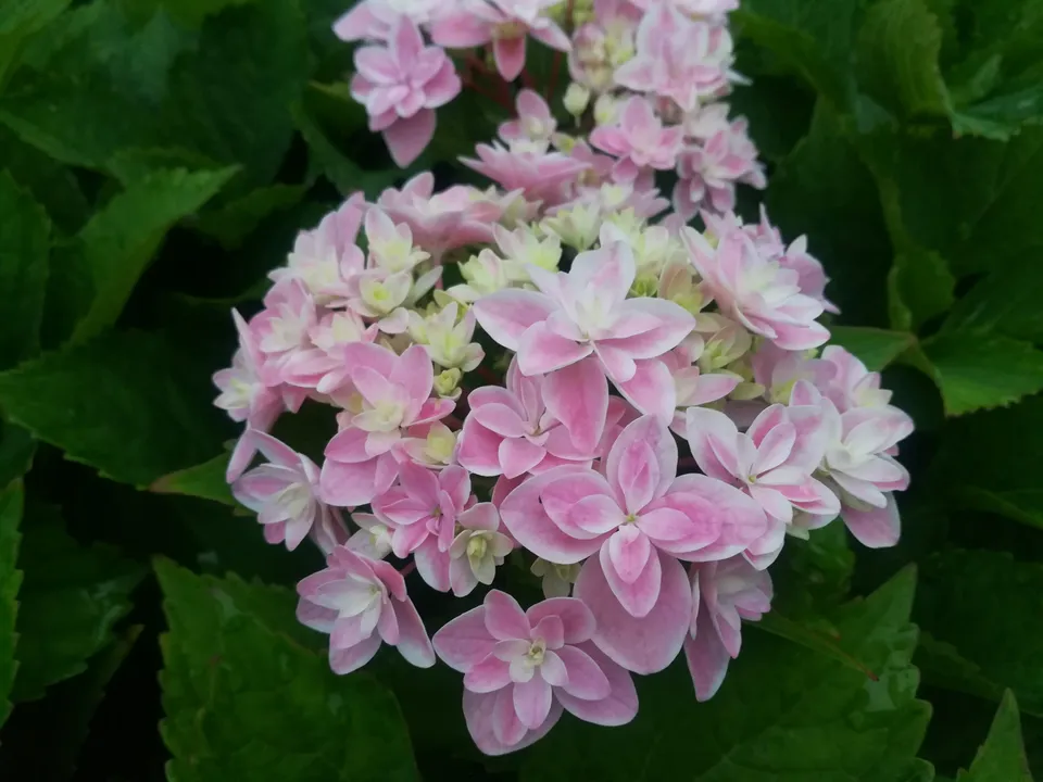 Les Hortensias du Haut Bois Louison hortensia boule godet 2023