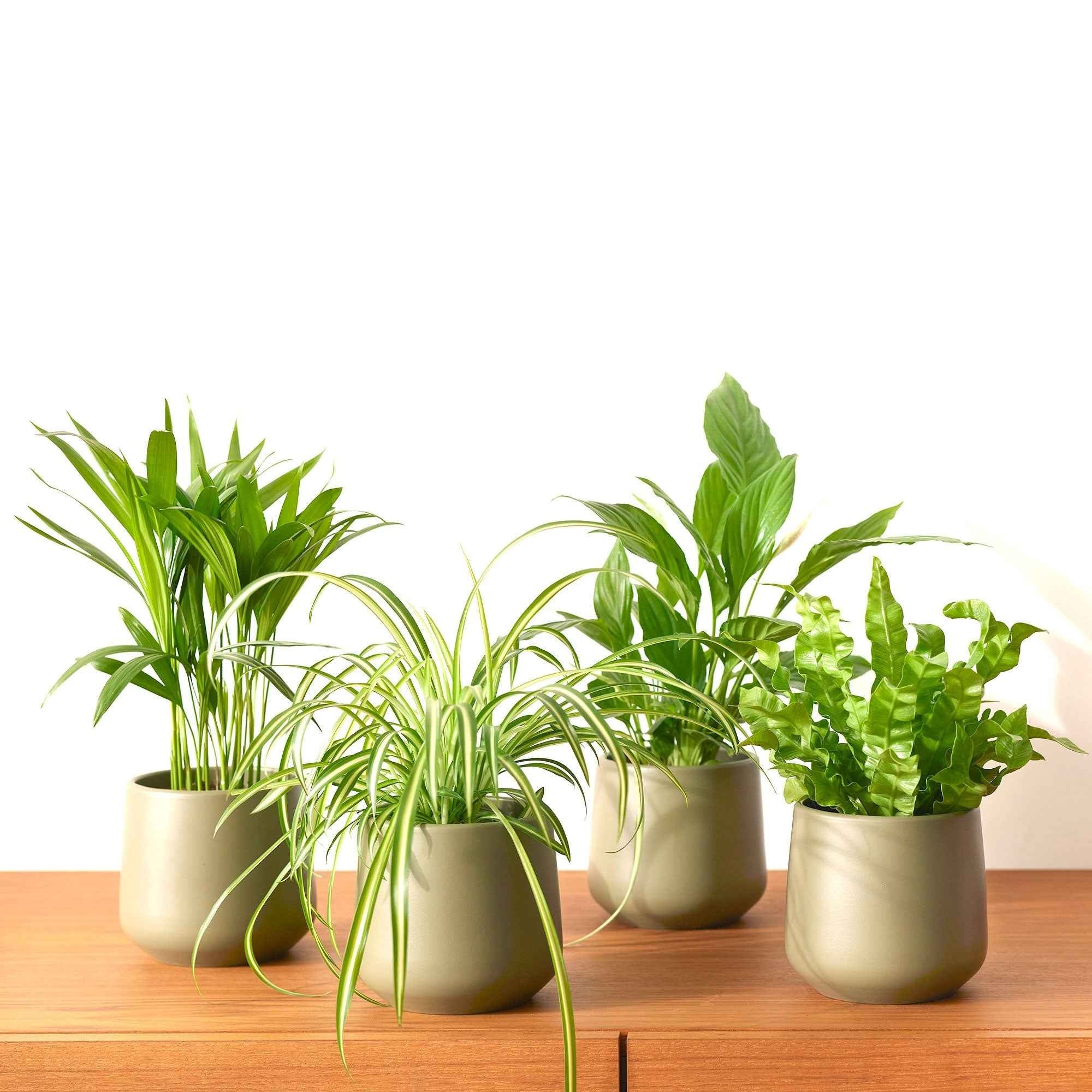 Bakker Collection 4 plantes dépolluantes pots Ø12cm