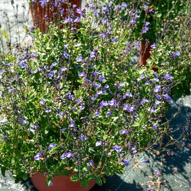 Bakker So Cool Pale Blue sauge arbustive pot 9cm bleu