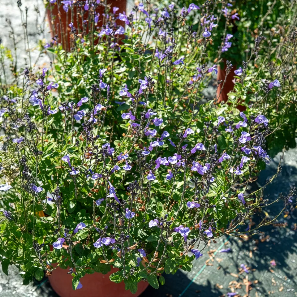 Bakker So Cool Pale Blue sauge arbustive pot 9cm bleu
