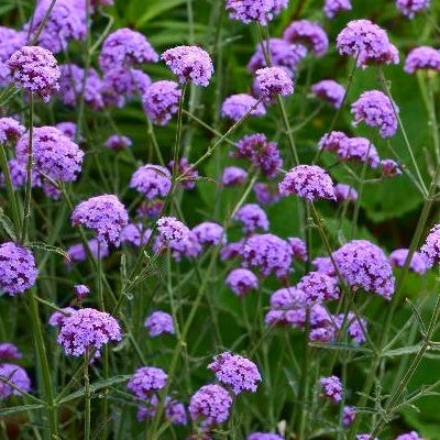 Bakker Verveine Royal Dreams violette pot 9cm