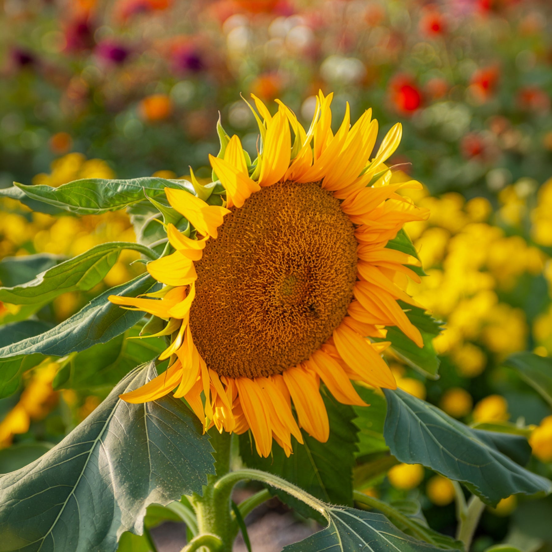 Bakker Tournesol nain Sunspot graines sachet 1,4g 25 graines